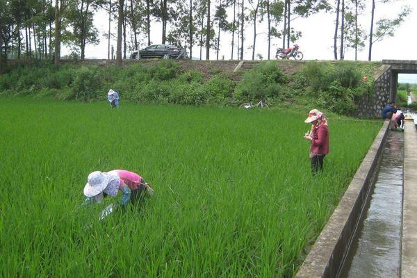 福壽螺能喂青魚嗎