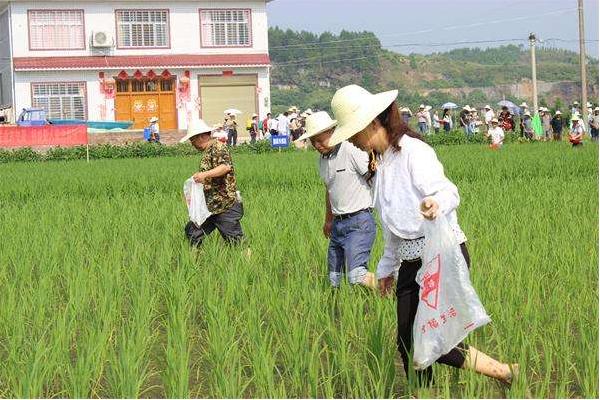 福壽螺能喂青魚嗎