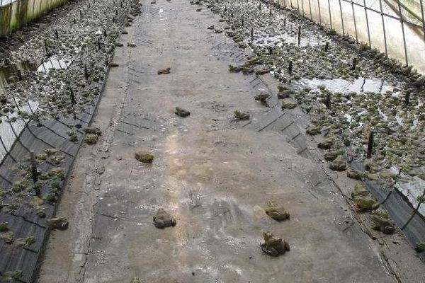 牛蛙養殖多久可以出售