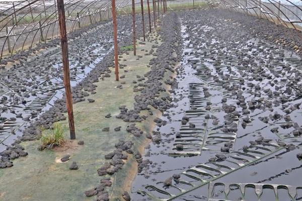 牛蛙養殖多久可以出售