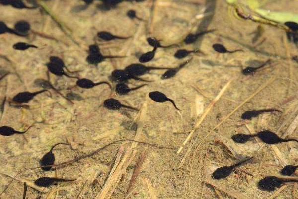 牛蛙養殖多久可以出售