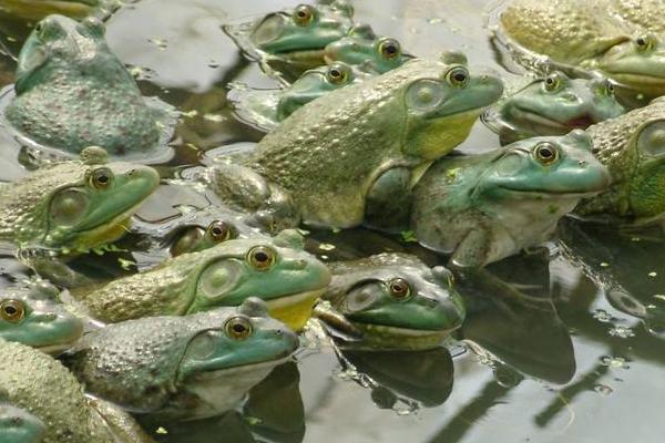 牛蛙養殖多久可以出售