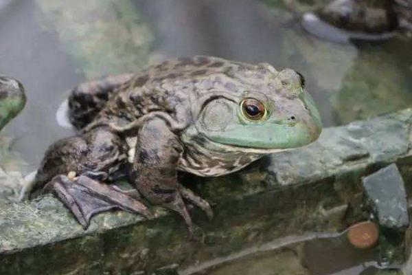 牛蛙養殖多久可以出售
