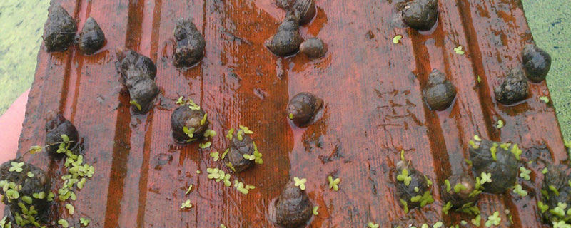 田螺養(yǎng)殖一畝產多少斤