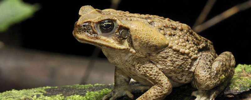 蟾蜍是什么動物