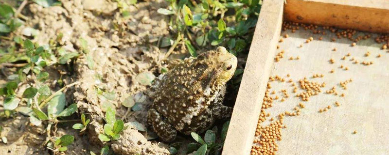 怎樣養蟾蜍