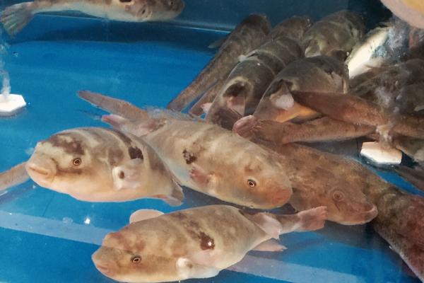 怎樣在魚缸里養河豚