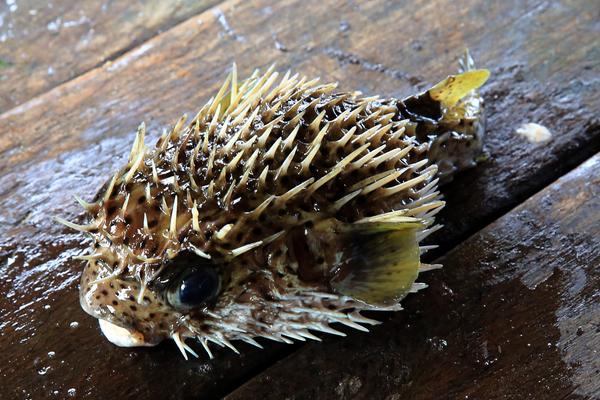 怎樣在魚缸里養河豚