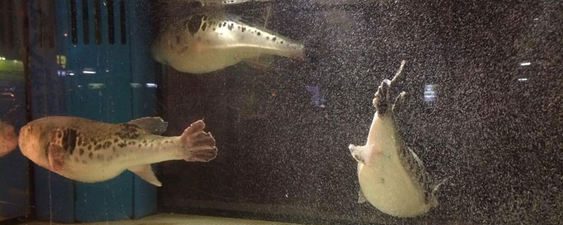 怎樣在魚缸里養河豚