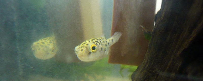 養河豚的水有毒嗎