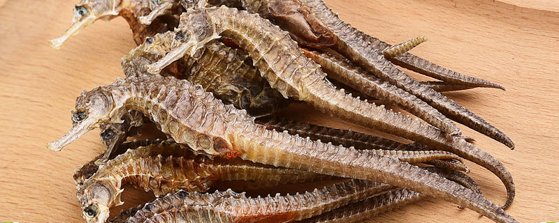 海馬是雌雄同體嗎 海馬怎么分公母