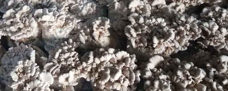 白參菌什么時候種 白參菌生長畸形的原因