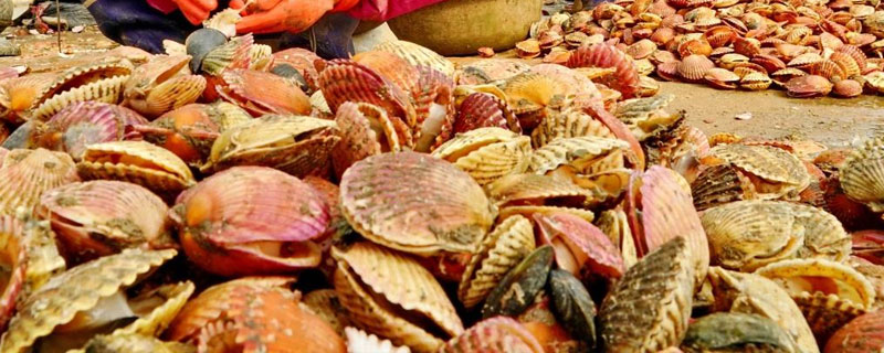 扇貝養殖溫度和鹽度