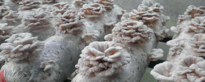 白參菌種植方法（栽培技術） 白參菌菌種培養方法