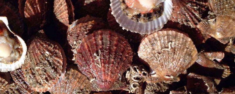 扇貝的種類(lèi)