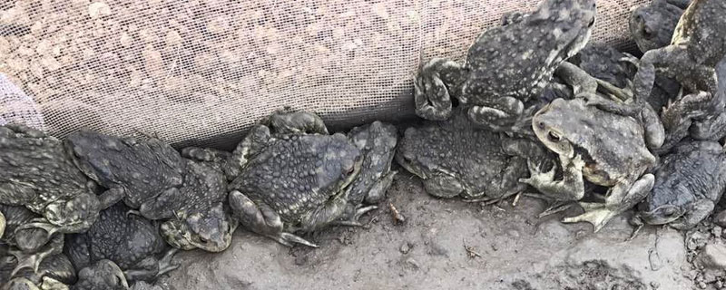 蟾蜍養殖是不是騙局