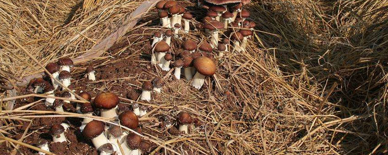 大球蓋菇市場價格多少錢一斤 大球蓋菇產地在哪里 大球蓋菇哪里有賣