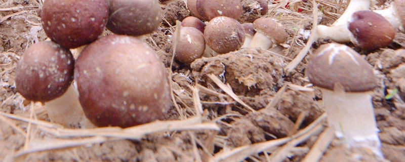 大球蓋菇高產栽培技術 大球蓋菇每平方米有多少產量