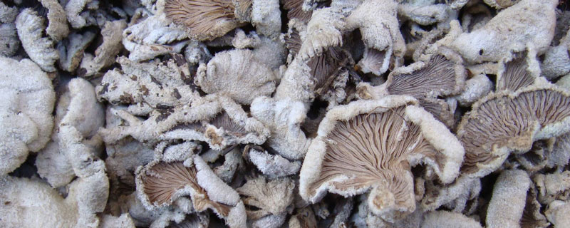 白參菌種植前景怎么樣 白參菌種植畝產多少利潤如何