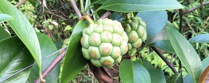 黑老虎市場(chǎng)價(jià)格多少錢(qián)一斤 黑老虎苗哪里有賣(mài)