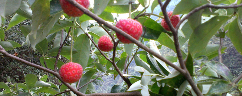 種植一畝黑老虎需要多少成本 黑老虎幾年可以結果