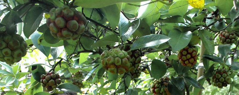 黑老虎是一種什么樣的水果 黑老虎有幾個品種