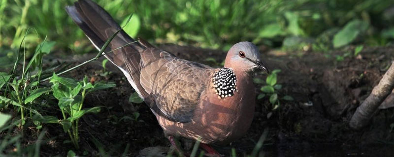 斑鳩能養殖嗎 斑鳩一年繁殖幾窩