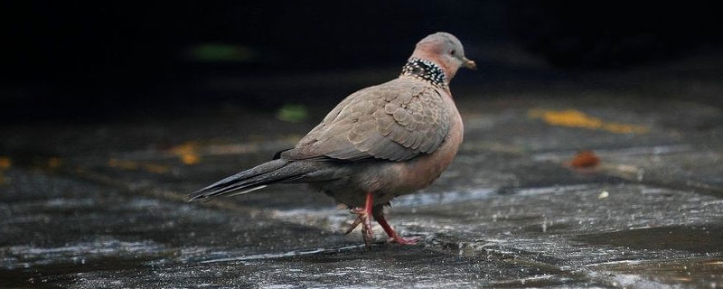 斑鳩是國家保護動物嗎 斑鳩是幾級保護動物