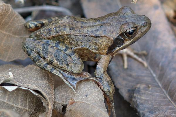 人工養林蛙可以嗎
