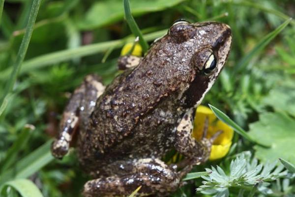 人工養林蛙可以嗎