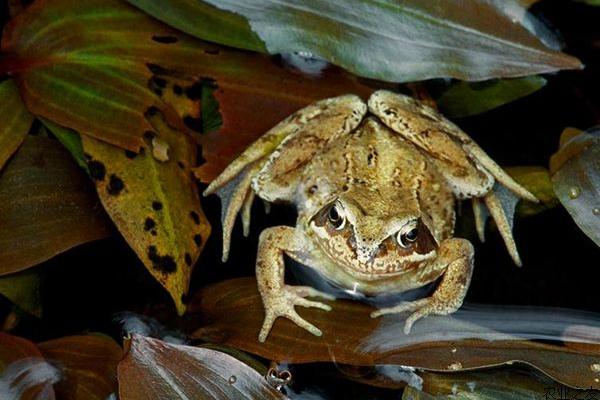 人工養林蛙可以嗎
