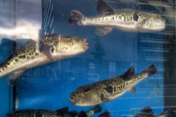 怎樣在魚缸里養河豚