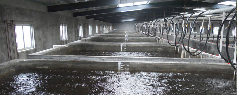 南美白對蝦的工廠化育苗技術(shù)