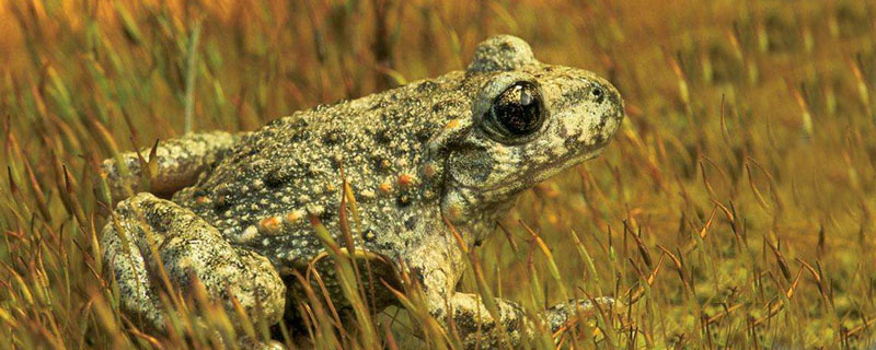 蟾蜍養殖需要哪些手續