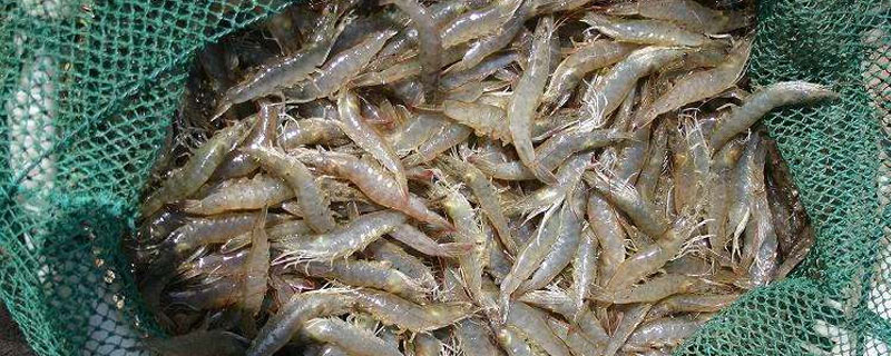 南美白對蝦的生長周期