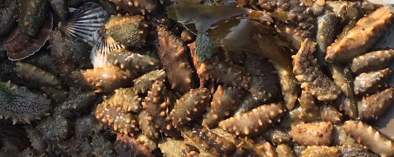 養海參苗賺錢嗎