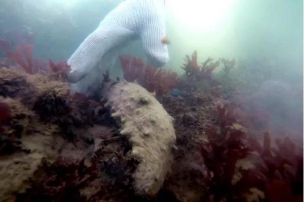 養海參苗賺錢嗎