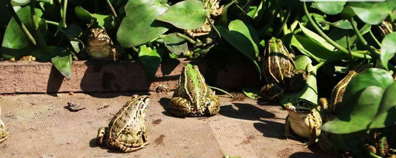 養(yǎng)青蛙的要點