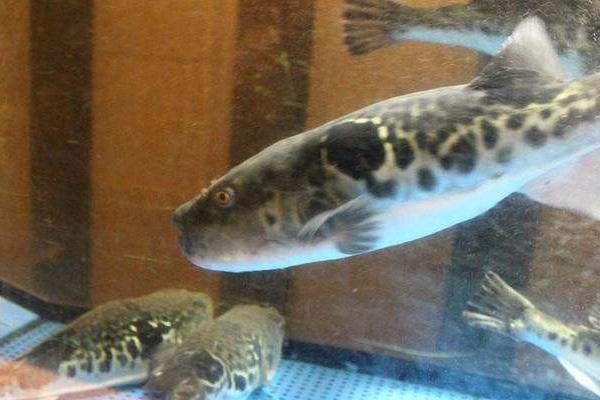 養河豚適合多大的缸