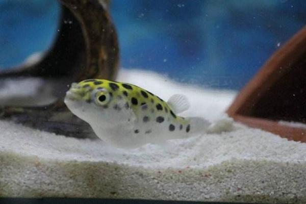 養河豚適合多大的缸