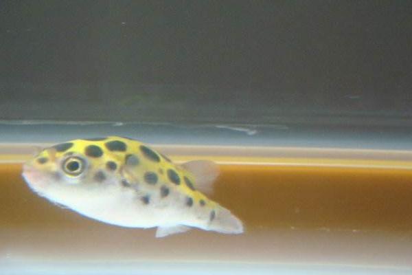 養河豚適合多大的缸