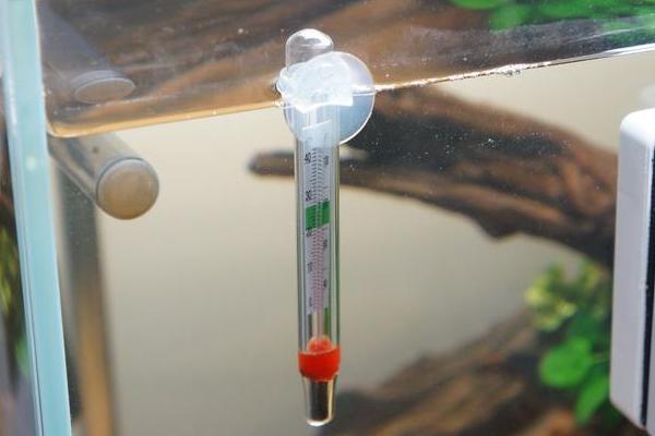 養河豚適合多大的缸