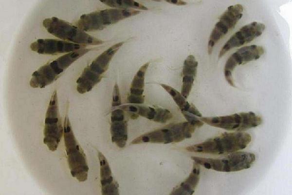 養河豚適合多大的缸