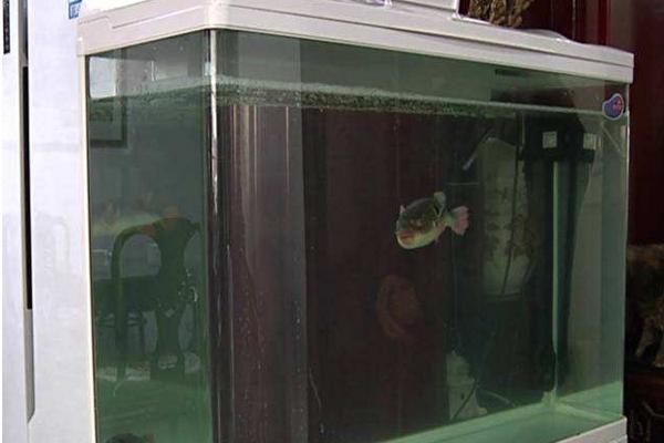 養河豚適合多大的缸