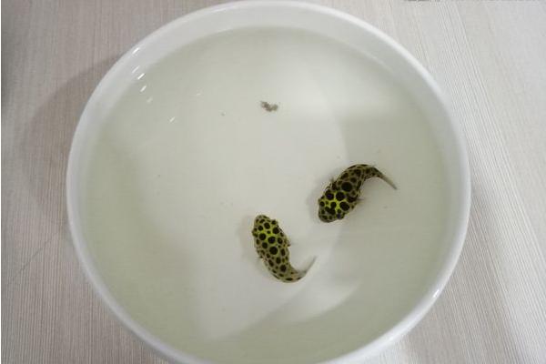 養河豚適合多大的缸