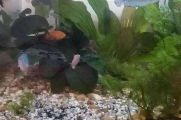 養河豚適合多大的缸