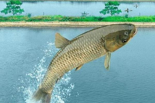 草魚養(yǎng)殖周期