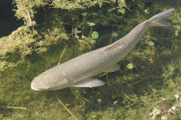 草魚養(yǎng)殖周期