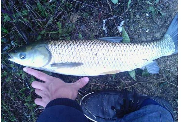 草魚養(yǎng)殖周期