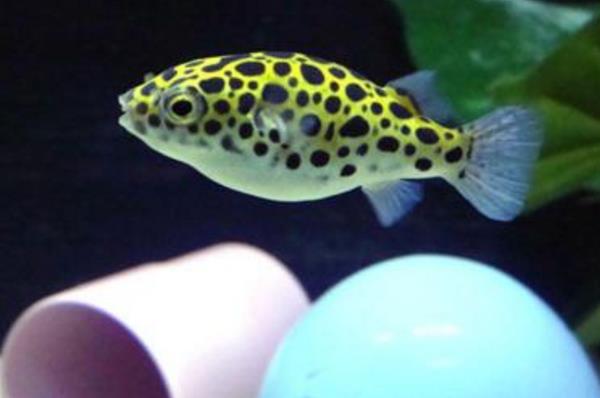 養(yǎng)河豚吃什么